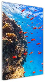 Üvegkép Korallzátony osv-89362751