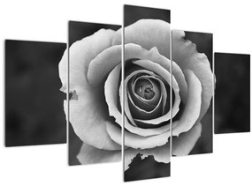 Egy rózsa képe (150x105 cm)