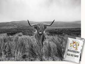Fotótapéta Flizelina Természet Skócia Felvidéki Tehén Highland B&amp;w 350x250 ragasztó