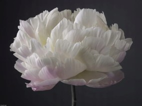 Poszter 40x30cm Bazsarózsa virág, Assaf Frank