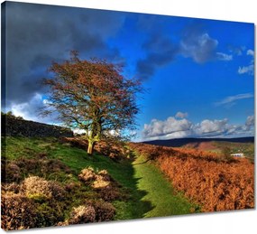 Vászonkép 50x40 Fa a láthatáron