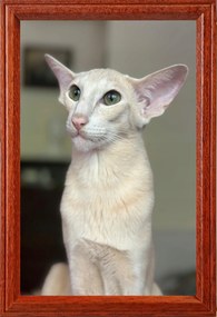 Képkeretek várnak rád 15x23 álló és felakasztható Delta barna