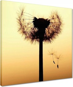 Vászonkép 40x40 Pitypang Virág Virágok