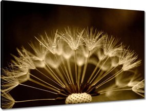 Vászonkép 90x60 Pitypang Virág Virágok