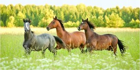 Fotótapéta üvegfalra Lovak a galoppban 140x70