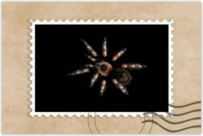 Poszterek 120x80 Nagy Tarantula pók
