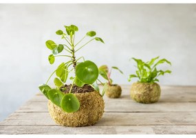 Virágcserép ø 20 cm Kokedama – Esschert Design