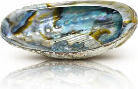 Természetes Szappantartó Gyönyörű Kagyló Abalone 10-11 cm Mini