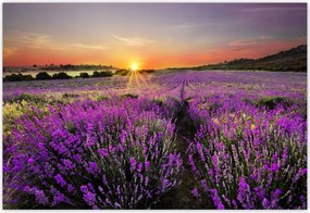 Fotótapéta flizelina 152x104 Levendula mező Nyugat