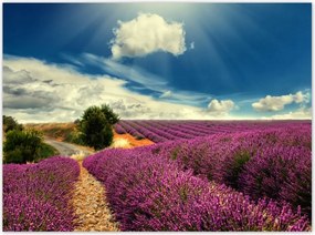 Poszterek 135x100 Levendulamező