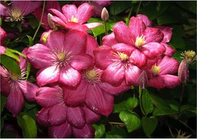 Klematis flizelin fotótapéta rózsaszín frissesség és szépség 312x219 +ragasztó