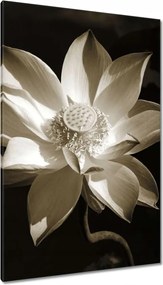 Vászonkép 80x120 Lótusz Lótuszvirág