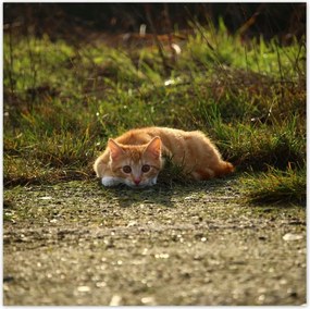 Poszterek 70x70 Cica Cicák