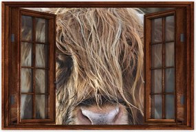 Poszterek 90x60 Skót tehén szarvakkal