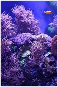 Poszterek 80x120 Víz alatti tengeri világ