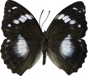 Poszter 76x60,5cm Pillangó fehér alapon, Assaf Frank