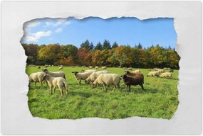 Poszterek 90x60 Juh legeltetés Bárányok Juhok