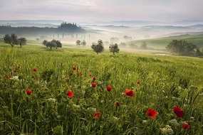 Fotográfia Tuscan spring, Daniel