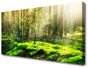 Vászonkép falra Forest Moss Természet 100x50 cm