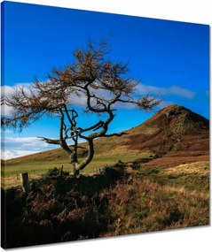 Vászonkép 50x50 Elpusztíthatatlan fa