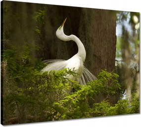 Vászonkép 50x40 Kalapos madár Tájkép Kilátás