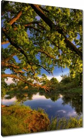 Vászonkép 70x100 Tölgy a croissant-ban