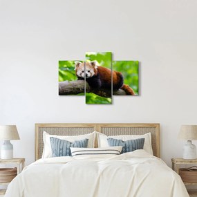 A vörös panda képe (90x60 cm)