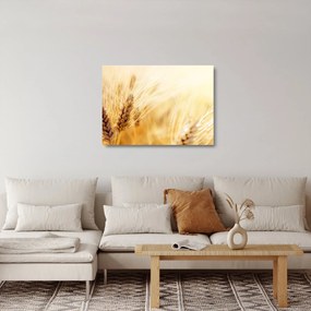 Kép - részlet gabona (üvegen) (70x50 cm)