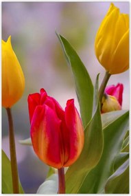 Poszterek 80x120 Tulipánok Virágok