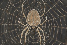 Fotótapéta Dekoratív Fali Tapéta Pókháló 104x70