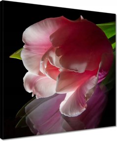 Vászonkép 40x40 Rózsaszín tulipán virág
