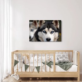 Husky kutya kép (90x60 cm)