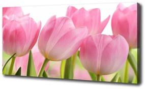 Egyedi vászonkép Rózsaszín tulipánok oc-76775867