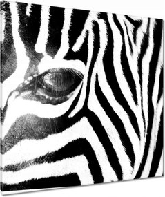 Vászonkép 90x90 Zebra csíkok