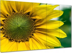 Vászonkép 100x70 Napraforgó Virág