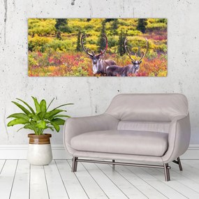 Kép - Caribou, Alaszka (120x50 cm)