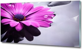 Fotótapéta falra edzett üveg Gerbera 100x70