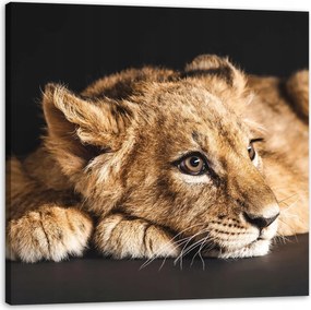 Vászonkép Fekvő kis oroszlán Natura 50X50 cm Ideális ajándék