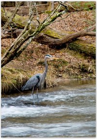 Poszterek 70x100 Kalapos madár Tájkép Kilátás