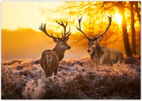 Fotótapéta flizelina 208x146 Szarvasok a rikkancson