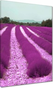 Vászonkép 70x100 Levendulamező