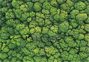 Fotótapéta Flizelin Dekoratív Hálószoba Erdei panoráma 312x219