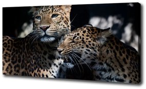 Vászonkép Két leopárd oc-109930645