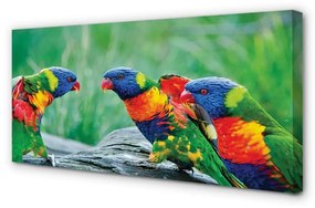 Canvas képek Színes papagáj fa 100x50 cm