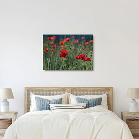 Kép - Rét mák virággal (üvegen) (70x50 cm)