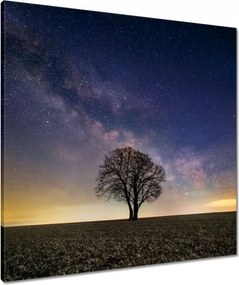 Vászonkép 70x70 Magányos fa és csillagok