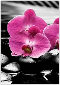 Poszterek 70x100 Lila leander