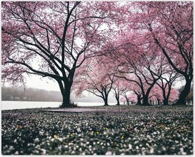 Poszterek 50x40 Fa Fák Kilátás