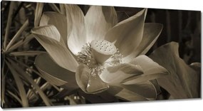 Vászonkép 115x55 Lótusz Lótuszvirág