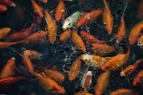 Poszter 45x30cm Aranyhalak gyülekeznek a felszínen, Assaf Frank